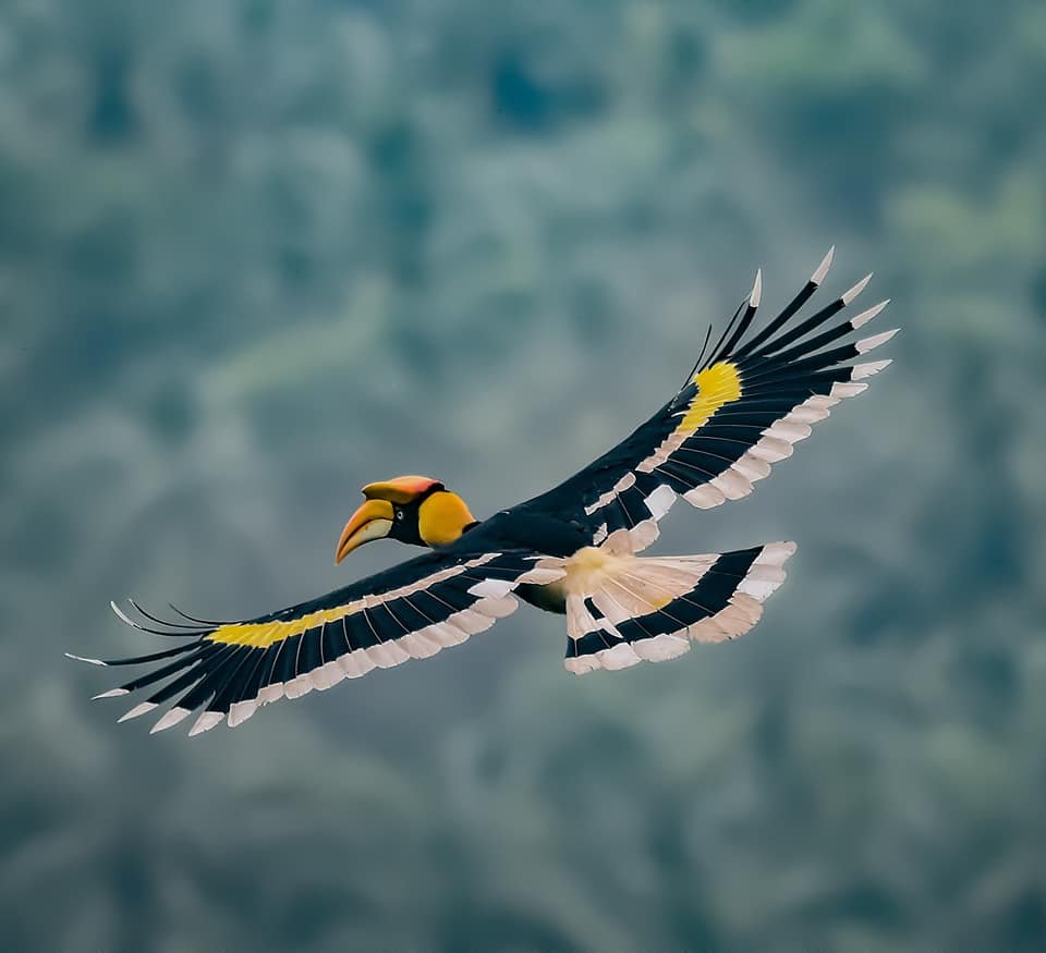 AMBOLI HORNBILL