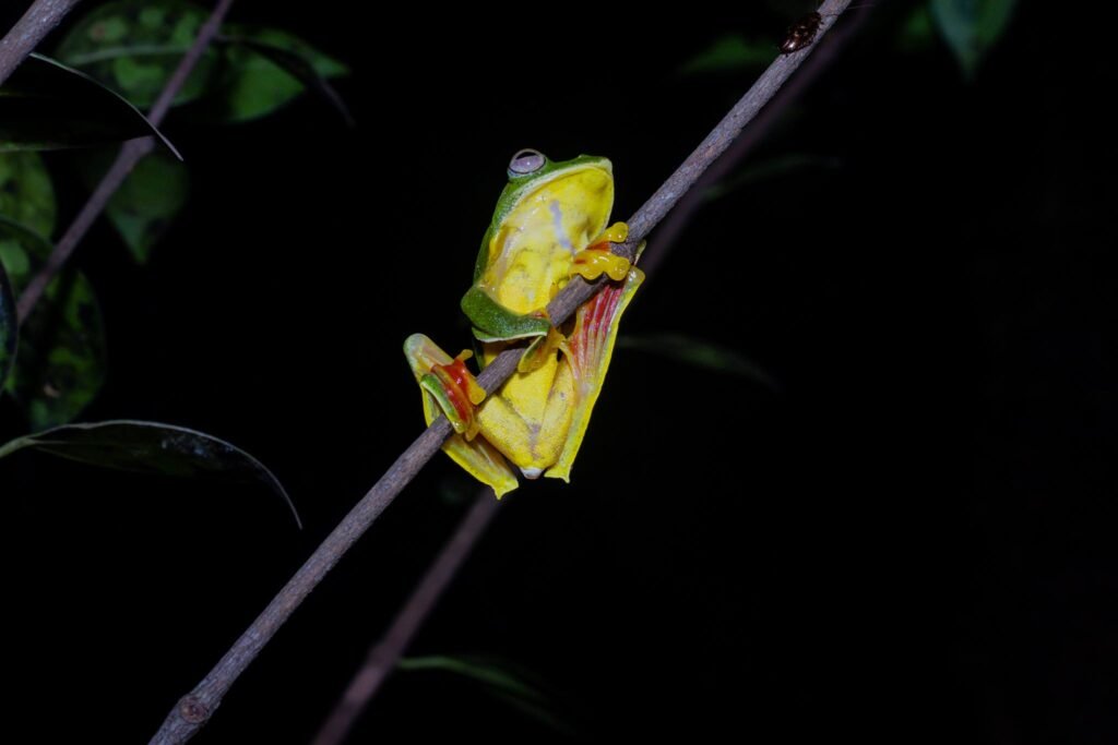 AMBOLI FROG