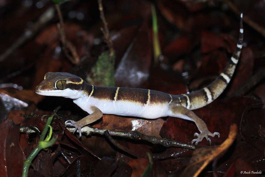 AMBOLI GEIKO