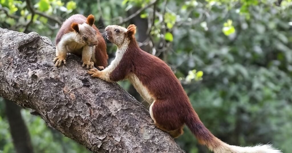 bhimashankar wildlife sanctuary