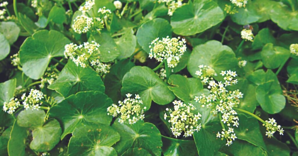 Brahmi Plant  Benefits In Marathi