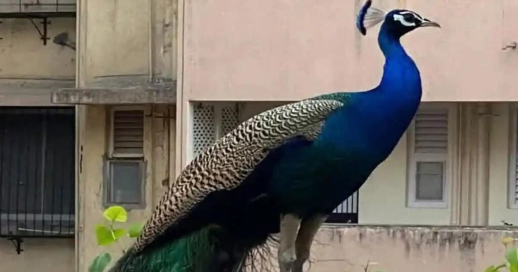 Peacock In Marathi